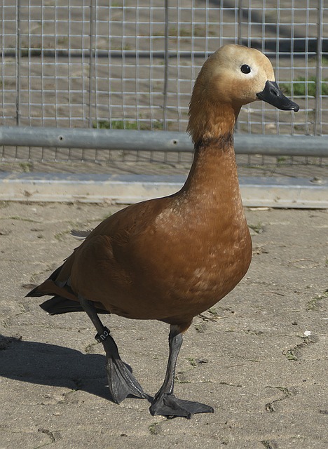 尽管林书豪