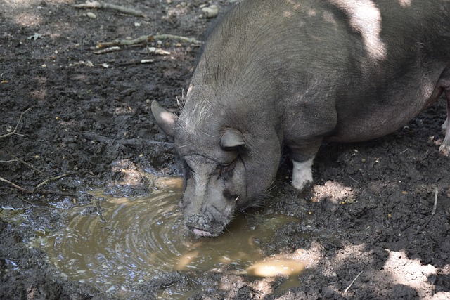 “这就是攻击型后卫吗？”廖三宁 中国男篮 内容启发搜索 野球显微镜.